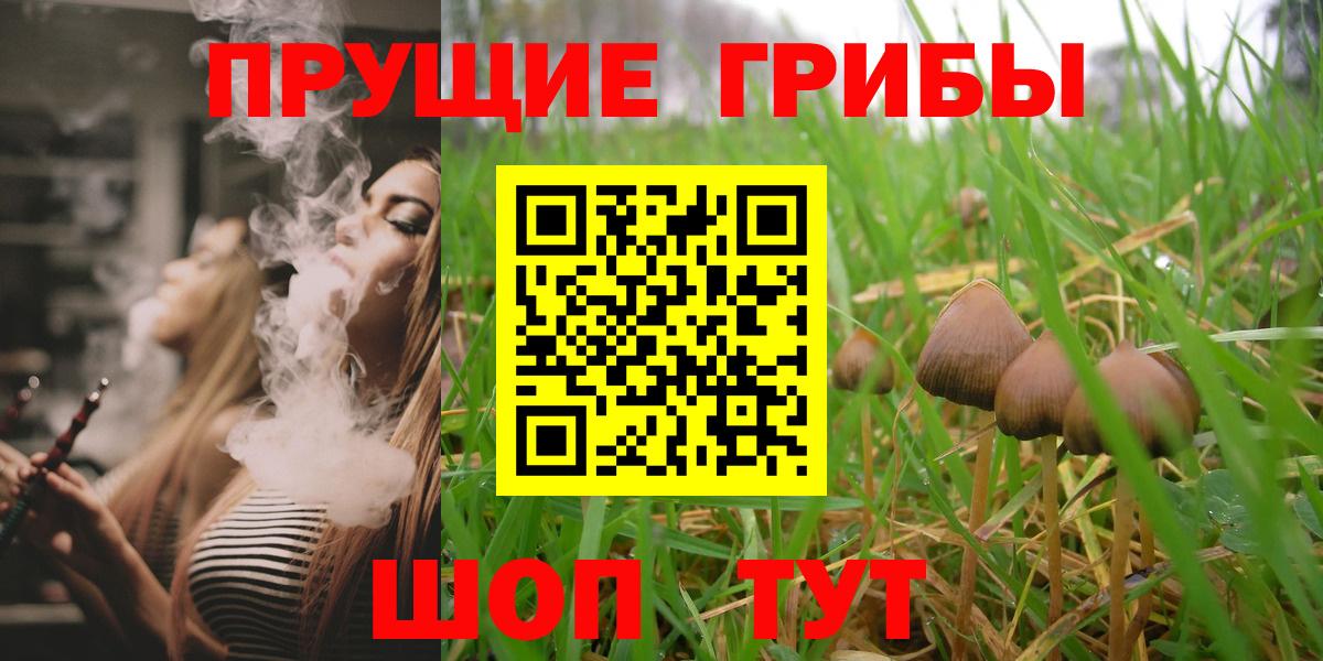 Псилоцибиновые грибы Psilocybe  Боровичи 